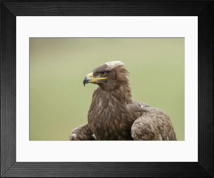 Framed Print : Steppe Eagle Aquila nipalensis, captive Framed Print : Steppe Eagle Aquila nipalensis, captive