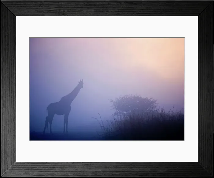Framed Print : Giraffe Giraffa Camelopardalis} Framed Print : Giraffe Giraffa Camelopardalis}