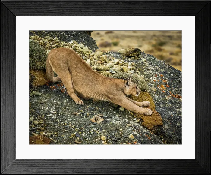 Framed Print : Big stretch, Pumas (Puma concolor), Torres del Paine National Park, Patagonia, Chile