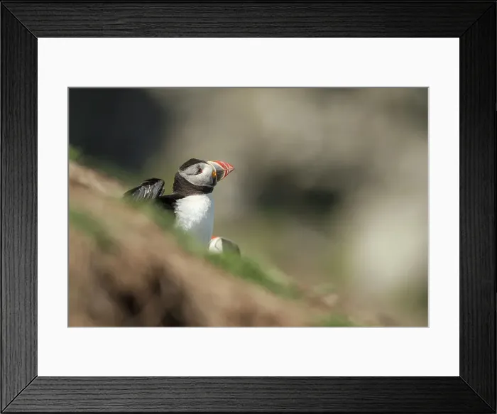 Framed Print : Atlantic Puffin (Fratercula arcitica) leaving burrow Framed Print : Atlantic Puffin (Fratercula arcitica) leaving burrow