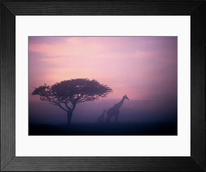 Framed Print : Giraffe Giraffa Camelopardalis}. Itala Game Reserve. KwaZulu Natal. South Africa
