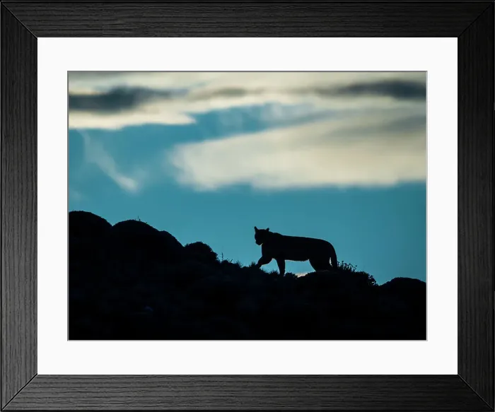 Framed Print : Silhouette at Sunrise, Puma (Puma concolor), Torres del Paine National Park, Patagonia, Chile Framed Print : Silhouette at Sunrise, Puma (Puma concolor), Torres del Paine National Park, Patagonia, Chile