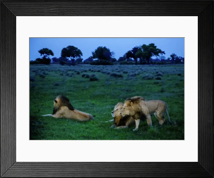 Framed Print : Lion (Panthera leo). Mapula Lodge