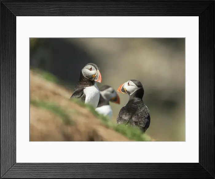 Framed Print : Atlantic Puffin (Fratercula arcitica) leaving burrow Framed Print : Atlantic Puffin (Fratercula arcitica) leaving burrow