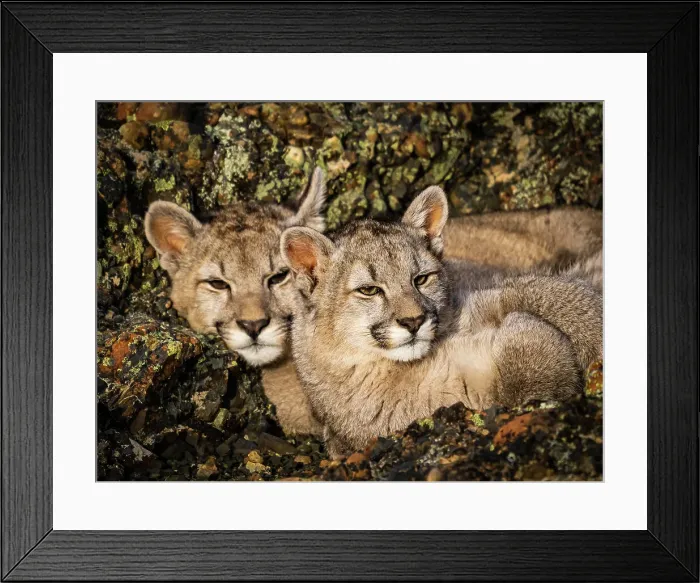 Framed Print : Kittens snuggling, Pumas (Puma concolor), Torres del Paine National Park, Patagonia, Chile