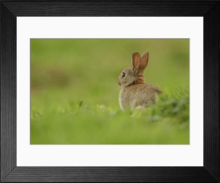 Framed Print : European Rabbit, Young Juvenile in grass Framed Print : European Rabbit, Young Juvenile in grass