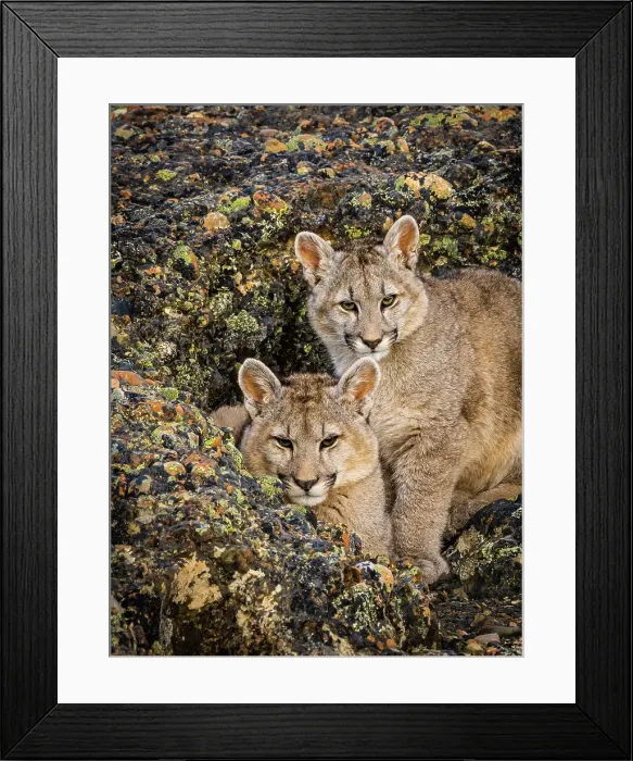 Framed Print : Kittens snuggling in the rocks, Pumas (Puma concolor), Torres del Paine National Park, Patagonia, Chile Framed Print : Kittens snuggling in the rocks, Pumas (Puma concolor), Torres del Paine National Park, Patagonia, Chile