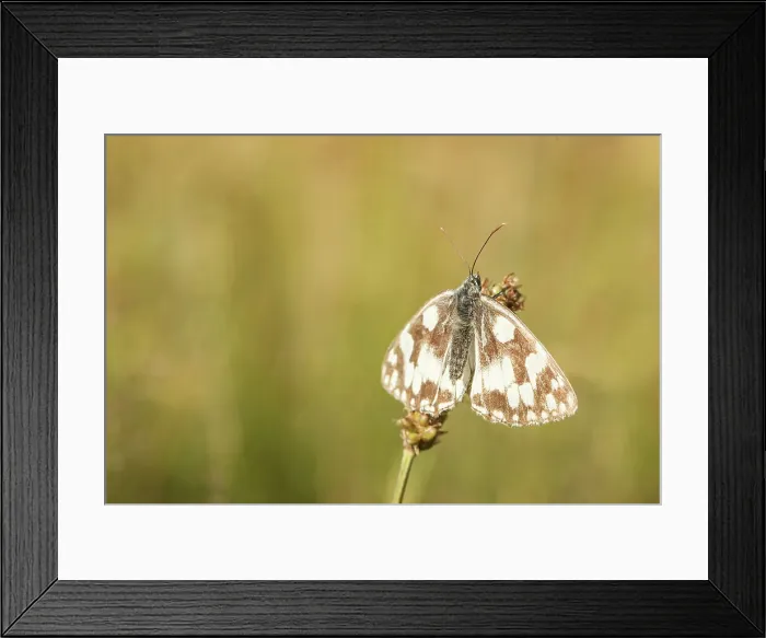 Framed Print : Marbled White Butterfly. (Melanargia galathea) Wings displayed grass stalk dew drops Framed Print : Marbled White Butterfly. (Melanargia galathea) Wings displayed grass stalk dew drops