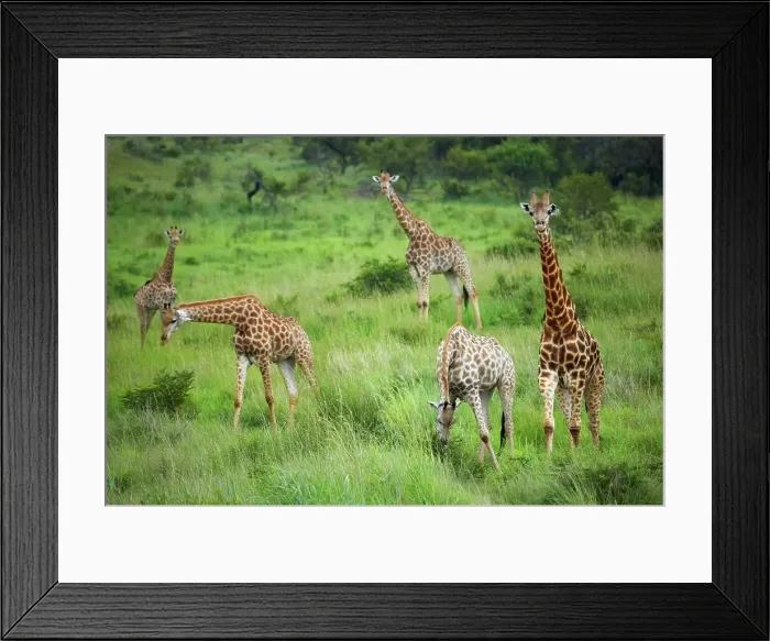 Framed Print : Giraffe (Giraffa camelopardalis) Framed Print : Giraffe (Giraffa camelopardalis)