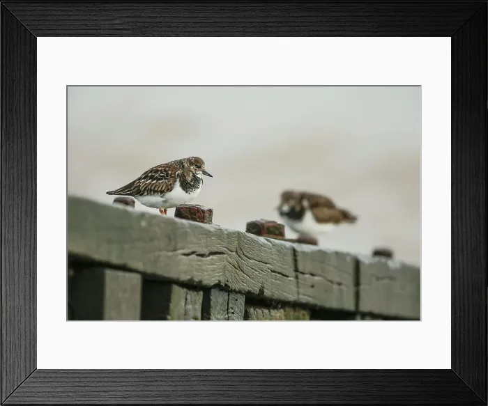 Framed Print : Turnstone, wader, Arenaria interpres Framed Print : Turnstone, wader, Arenaria interpres