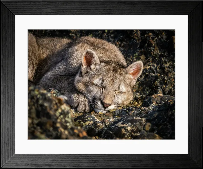Framed Print : Kitten sleeping, Puma (Puma concolor), Torres del Paine National Park, Patagonia, Chile Framed Print : Kitten sleeping, Puma (Puma concolor), Torres del Paine National Park, Patagonia, Chile