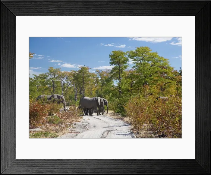 Framed Print : Elephant (Loxodonta africana). Moremi National Park Framed Print : Elephant (Loxodonta africana). Moremi National Park