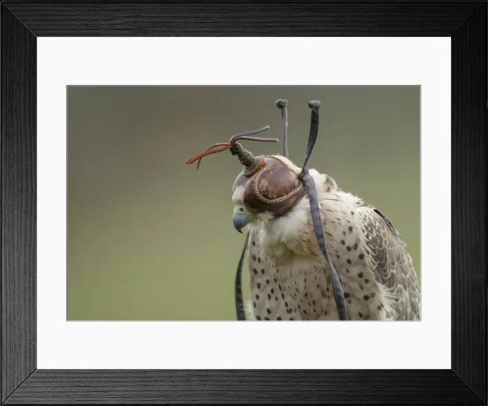 Framed Print : Gyr Falcon, Falco rusticolus, isolated background Framed Print : Gyr Falcon, Falco rusticolus, isolated background