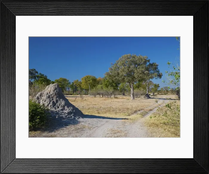 Framed Print : Moremi National Park. Botswana Framed Print : Moremi National Park. Botswana