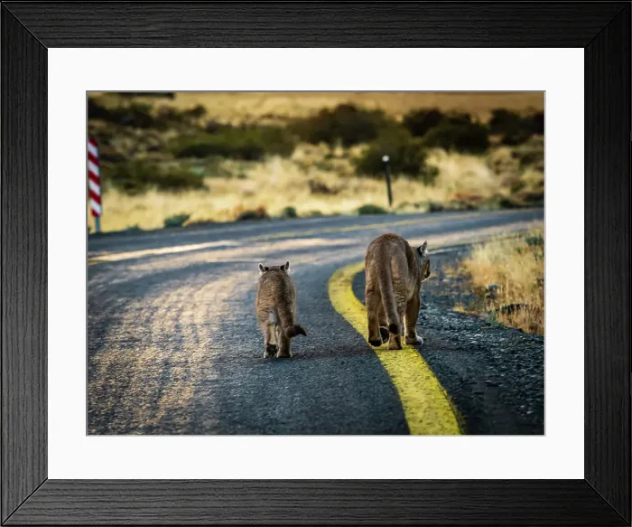 Framed Print : Crossing the road, Pumas (Puma concolor), Torres del Paine National Park, Patagonia, Chile Framed Print : Crossing the road, Pumas (Puma concolor), Torres del Paine National Park, Patagonia, Chile