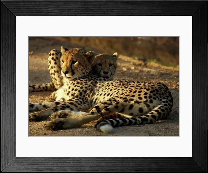 Framed Print : Cheetah (Acinonyx jubatus). Kruger National Park Framed Print : Cheetah (Acinonyx jubatus). Kruger National Park