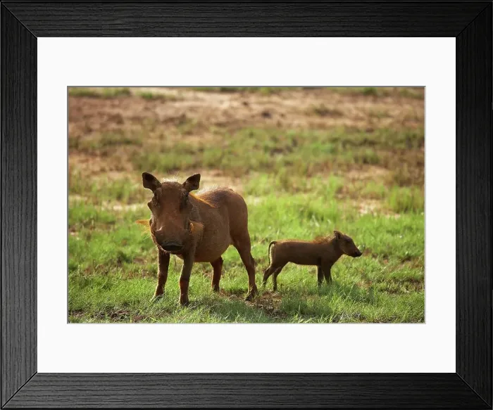 Framed Print : Warthog (Phacochoerus aethiopicus)