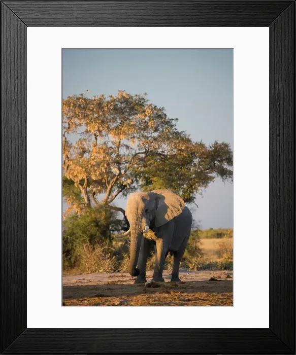 Framed Print : Elephant (Loxodonta africana) at Pump Pan Framed Print : Elephant (Loxodonta africana) at Pump Pan