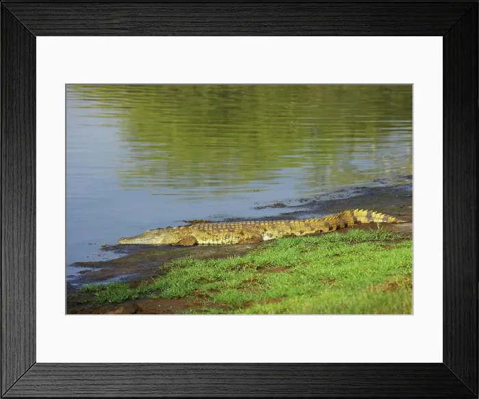 Framed Print : Nile Crocodile (Crocodylus niloticus)