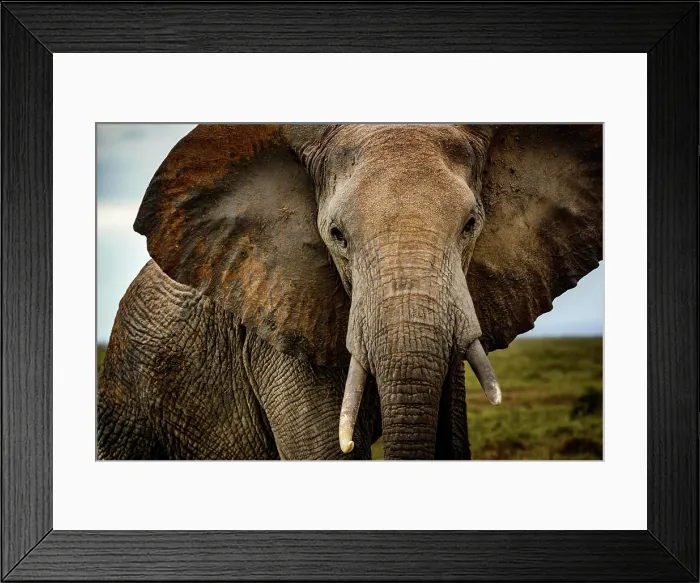 Framed Print : African bush elephant (Loxodonta africana). Amboseli National Park. Kenya Framed Print : African bush elephant (Loxodonta africana). Amboseli National Park. Kenya