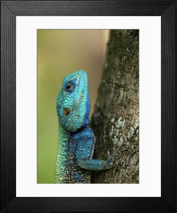 Framed Print : Tree Agama (Acanthoceros atricollis) Framed Print : Tree Agama (Acanthoceros atricollis)