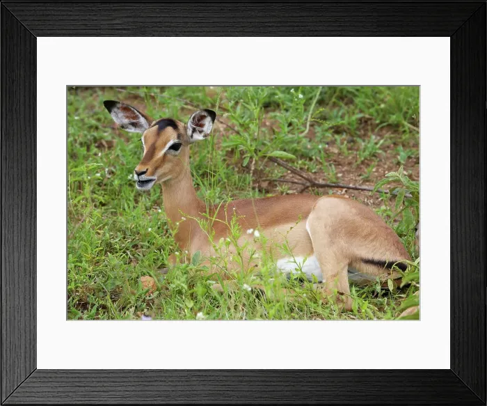 Framed Print : Impala Aepyceros malampus} juvenile Framed Print : Impala Aepyceros malampus} juvenile