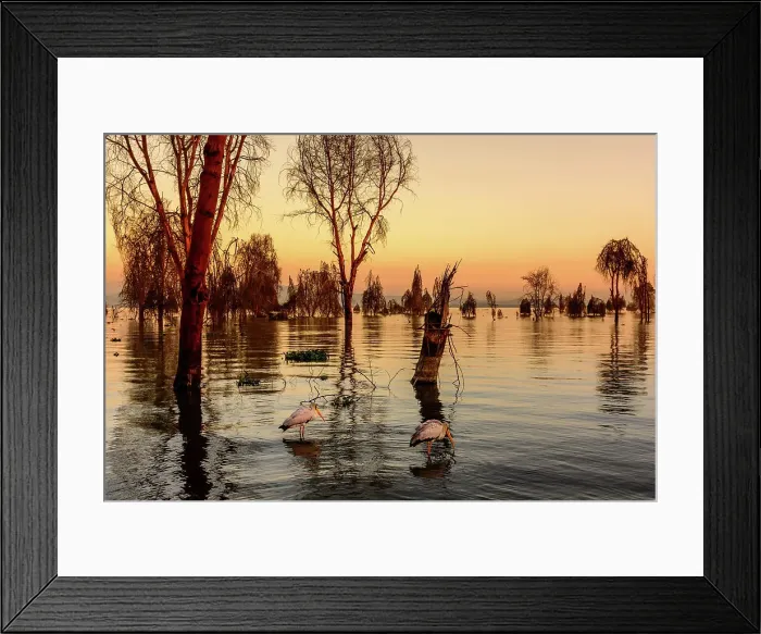 Framed Print : Yellow-billed Stork (Mycteria ibis) Framed Print : Yellow-billed Stork (Mycteria ibis)