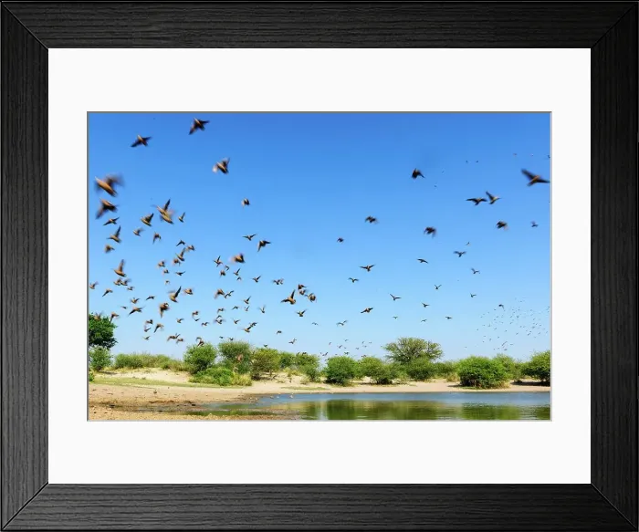 Framed Print : Burchell's Sandgrouse (Pterocles burchelli) Framed Print : Burchell's Sandgrouse (Pterocles burchelli)