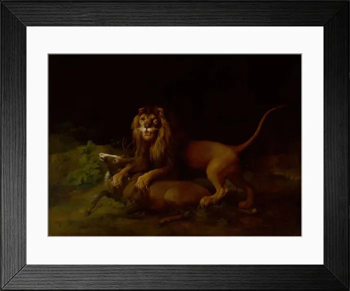 Framed Print : Lion Attacking Stag George Stubbs 1724-1806 Framed Print : Lion Attacking Stag George Stubbs 1724-1806