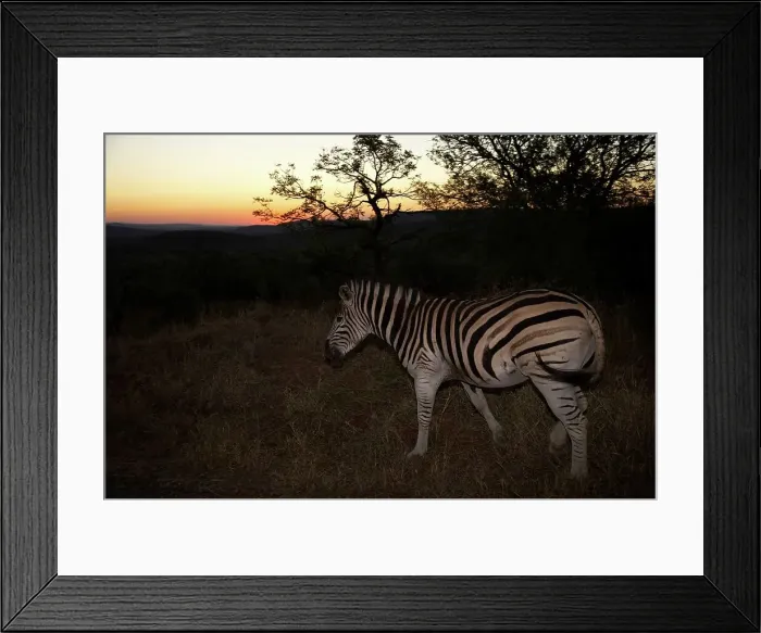 Framed Print : Burchell's Zebra Equus Burchelli} at sunset