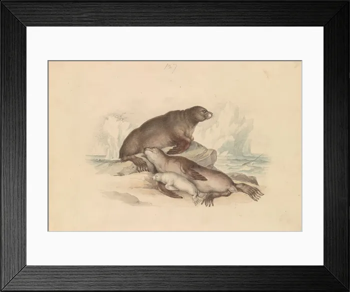 Framed Print : Steller Sea Lion James Stewart 1791-1863 British Framed Print : Steller Sea Lion James Stewart 1791-1863 British