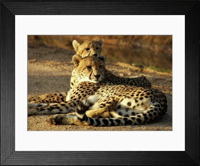 Framed Print : Cheetah (Acinonyx jubatus). Kruger National Park Framed Print : Cheetah (Acinonyx jubatus). Kruger National Park