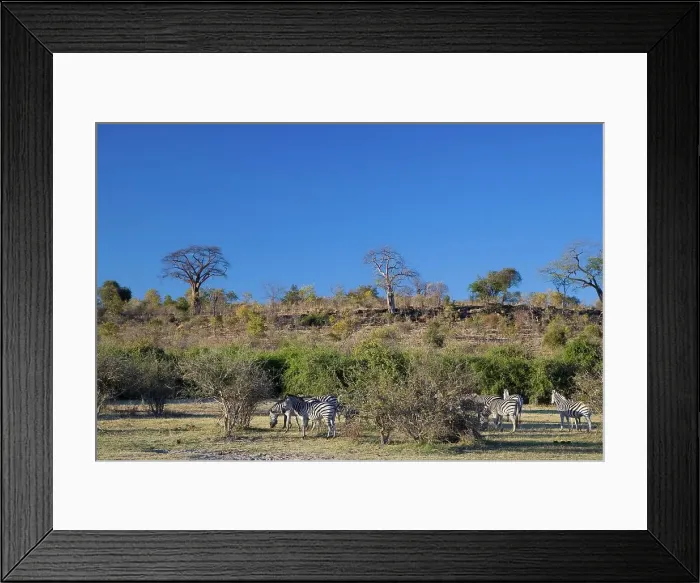 Framed Print : Zebra - Chobe National Park. Botswana Framed Print : Zebra - Chobe National Park. Botswana