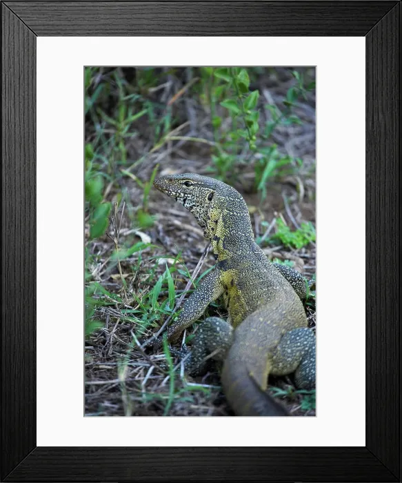 Framed Print : Water Monitor (Varanus niloticus). Ndumo Game Reserve. KwaZulu Natal. South Africa Framed Print : Water Monitor (Varanus niloticus). Ndumo Game Reserve. KwaZulu Natal. South Africa
