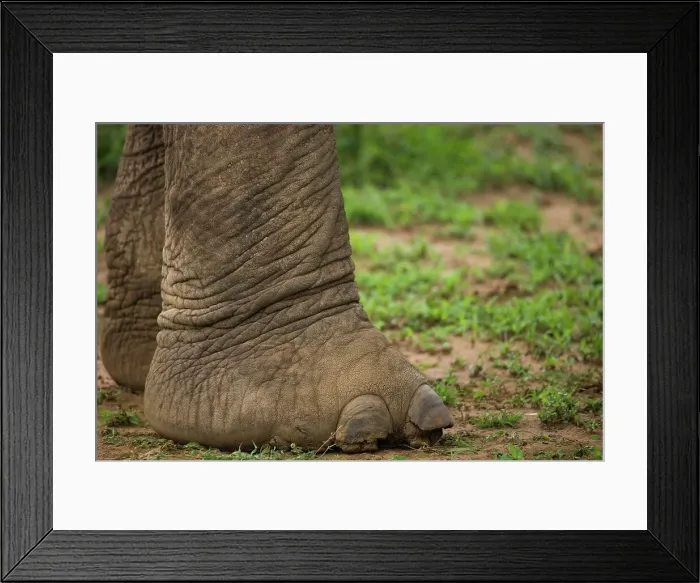 Framed Print : Detail of Elephant feet. Hluhluwe national park Framed Print : Detail of Elephant feet. Hluhluwe national park