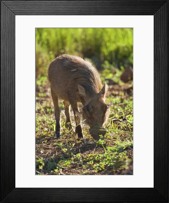 Framed Print : Warthog (Phacochoerus aethiopicus) Framed Print : Warthog (Phacochoerus aethiopicus)