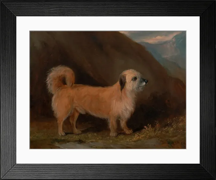Framed Print : Dandie Dinmont Terrier John E Ferneley Jr. 1815-1862 Framed Print : Dandie Dinmont Terrier John E Ferneley Jr. 1815-1862