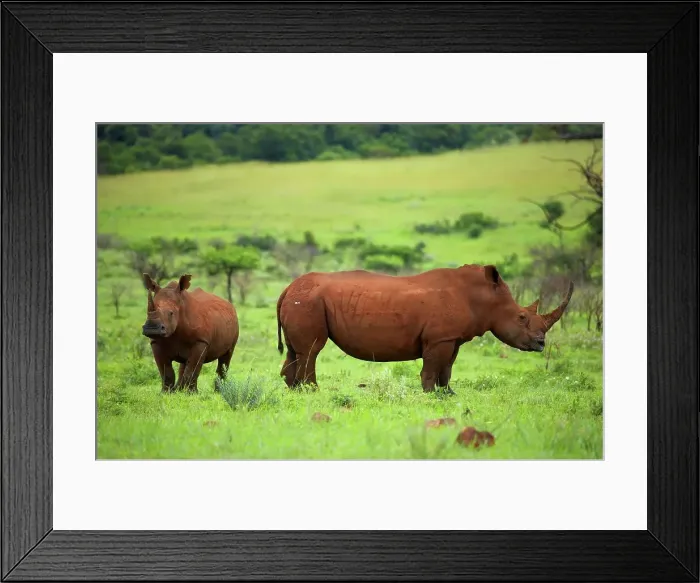Framed Print : White Rhino (Ceratotherium simum) Framed Print : White Rhino (Ceratotherium simum)