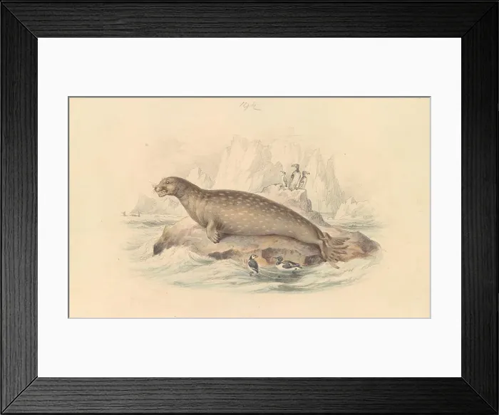 Framed Print : Leopard Seal James Stewart 1791-1863 British Framed Print : Leopard Seal James Stewart 1791-1863 British