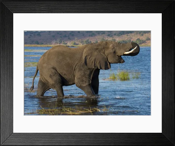 Framed Print : Elephant (Loxodonta Africana) Chobe National Park Framed Print : Elephant (Loxodonta Africana) Chobe National Park