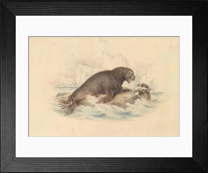 Framed Print : South American Sea Lion James Stewart 1791-1863 Framed Print : South American Sea Lion James Stewart 1791-1863