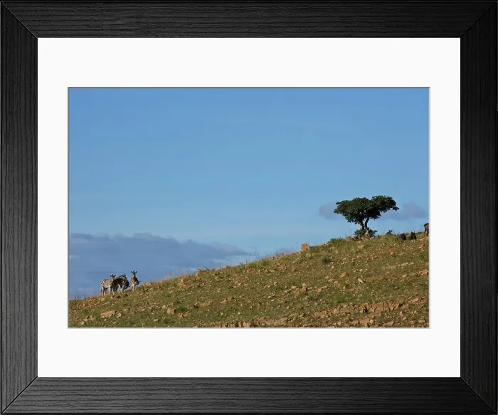 Framed Print : Burchell's Zebra Equus Burchellii} Framed Print : Burchell's Zebra Equus Burchellii}