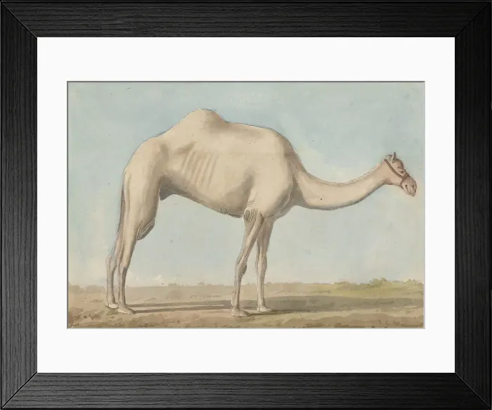 Framed Print : Views Levant Camel Willey Reveley 1760-1799 Framed Print : Views Levant Camel Willey Reveley 1760-1799