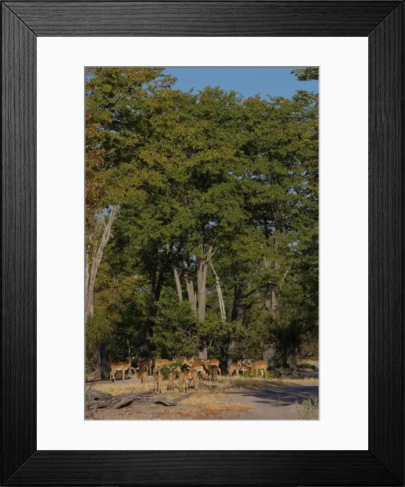 Framed Print : Impala (Aepyceros melampus) Moremi National Park Framed Print : Impala (Aepyceros melampus) Moremi National Park