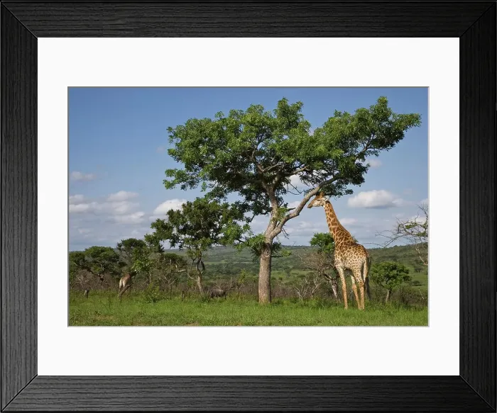 Framed Print : Giraffe Giraffa Camelopardalis}