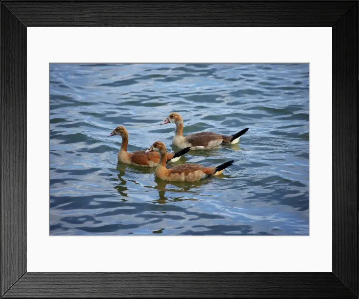Framed Print : Egyptian Goose (Alpopchen aegyptiacus)