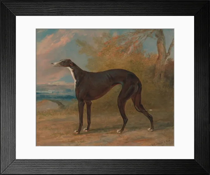 Framed Print : George Lane Fox's Winning Greyhounds Black White Greyhound Bitch