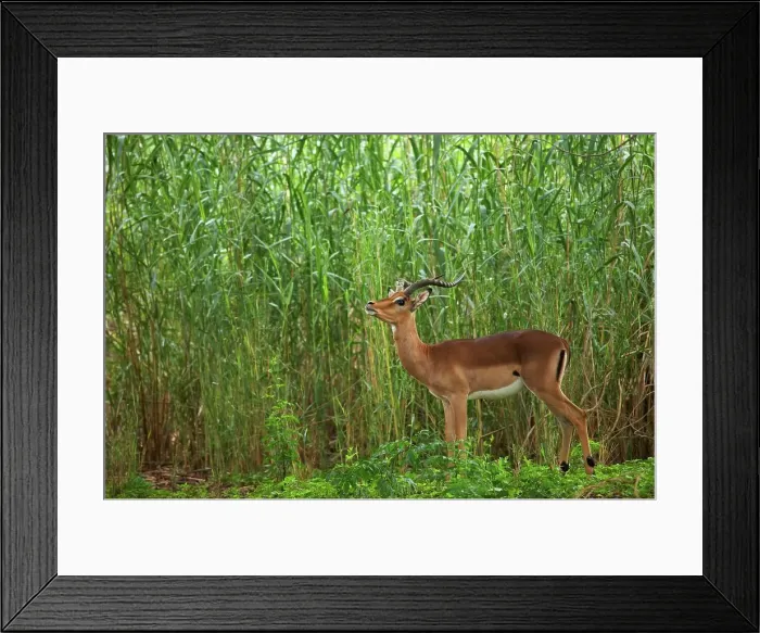 Framed Print : Impala Aepyceros malampus} watching Ververt Monkeys in the tree above Framed Print : Impala Aepyceros malampus} watching Ververt Monkeys in the tree above