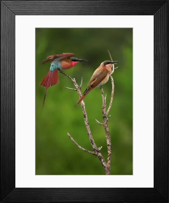 Framed Print : Carmine Bee-eater (Merops nubicoides)