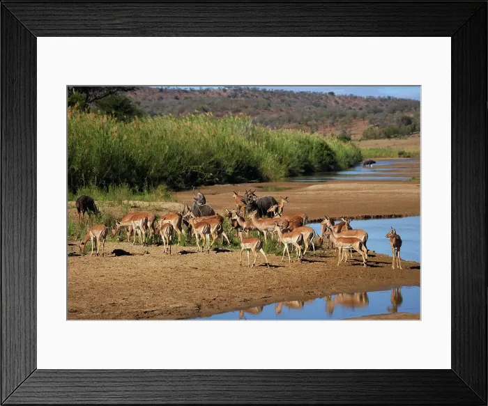 Framed Print : Impala Aepyceros malampus} and Nyala (Tragelaphus angazii) herds Framed Print : Impala Aepyceros malampus} and Nyala (Tragelaphus angazii) herds